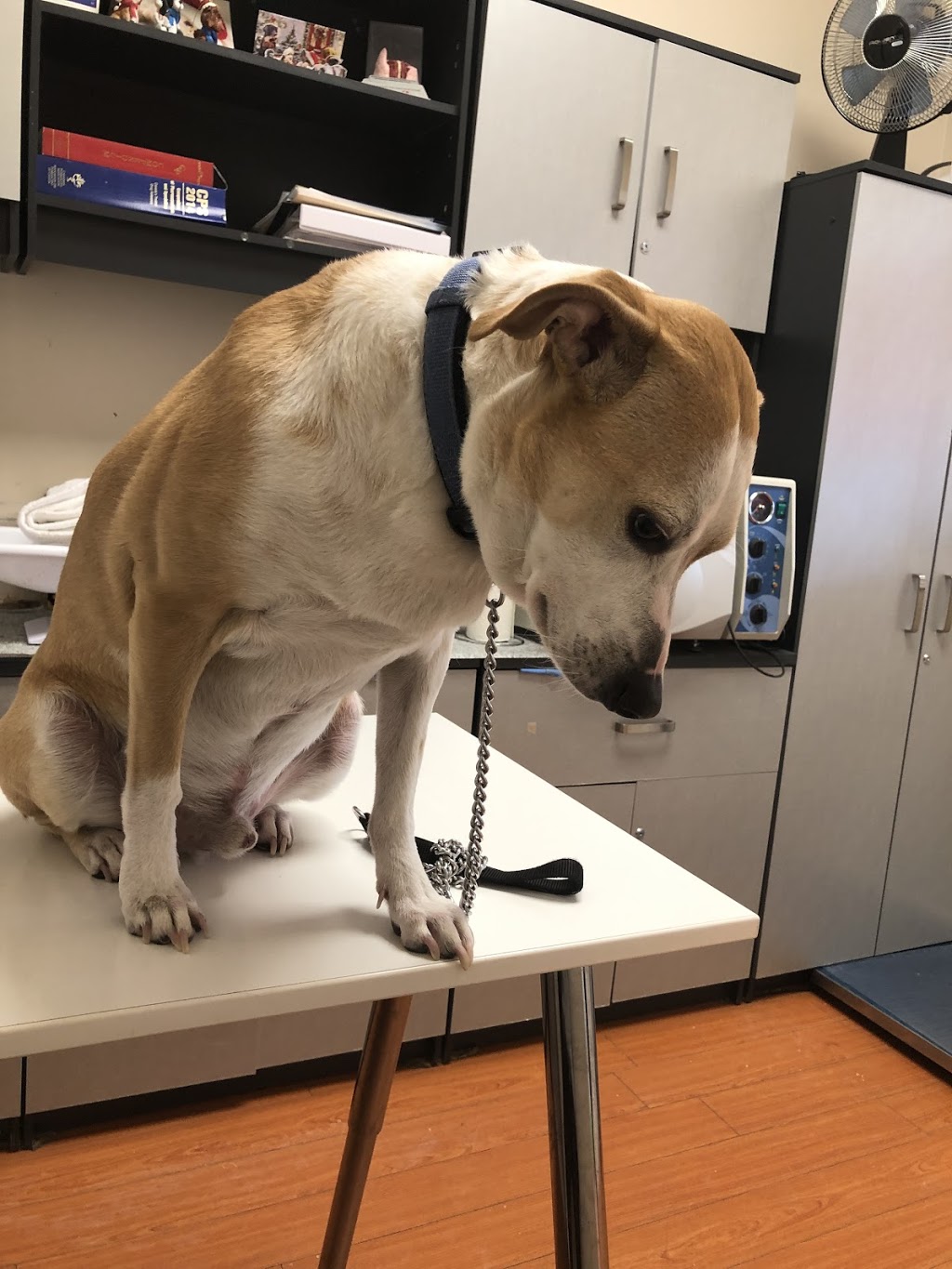 Yonge 16th Animal Hospital | 9218 Yonge St, Richmond Hill, ON L4C 7A2, Canada | Phone: (905) 597-1012