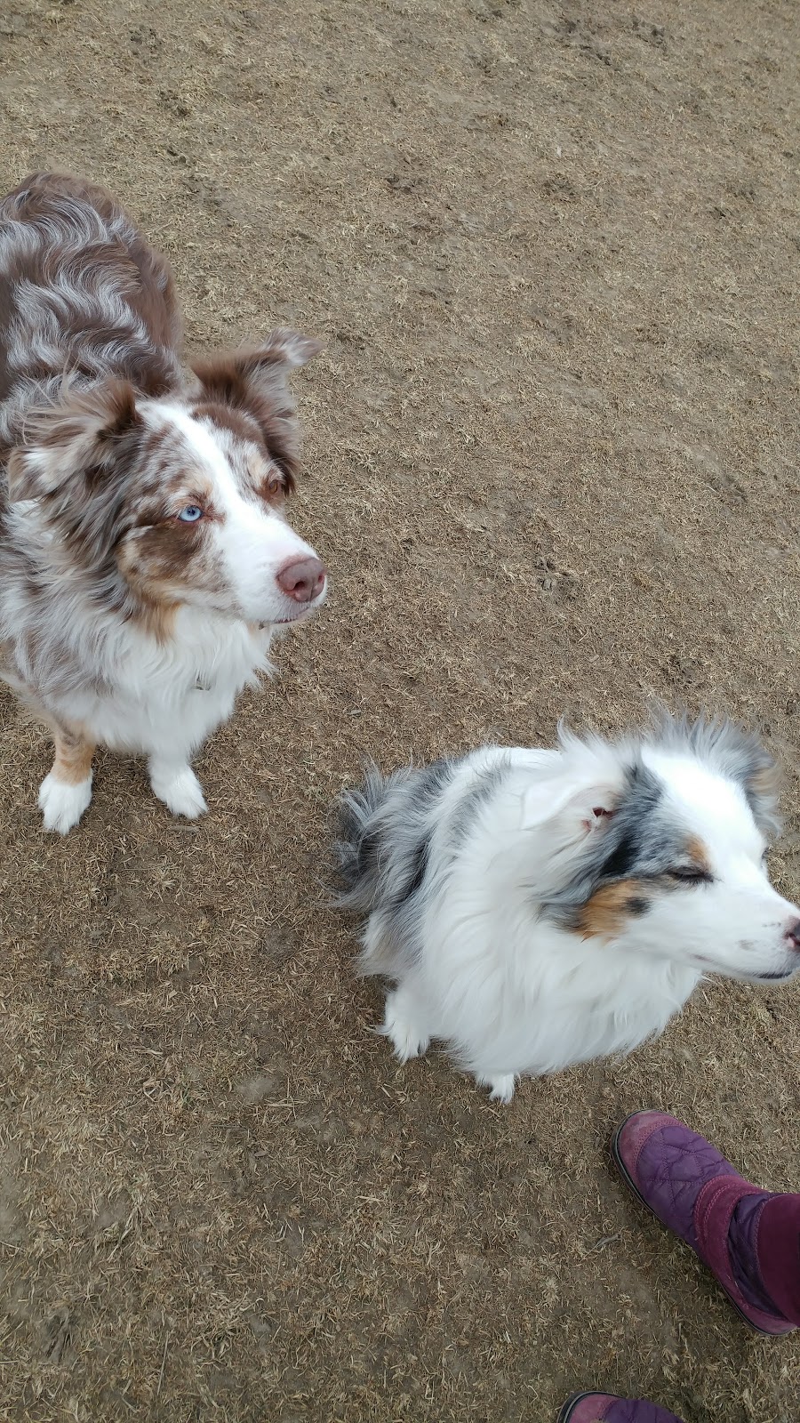 Colonel Samuel Smith Dog Park | dr 4b6, 65 Colonel Samuel Smith Park Dr, Etobicoke, ON M8V 4B6, Canada