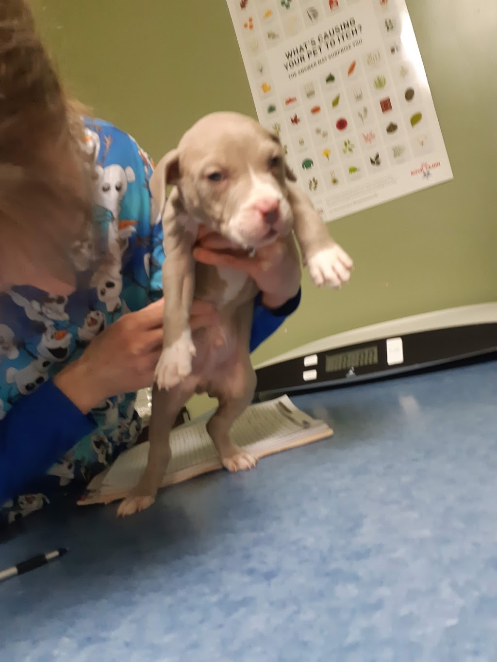 Lesperance Animal Hospital | 1046 Lesperance Rd, Windsor, ON N8N 1W8, Canada | Phone: (519) 739-0222