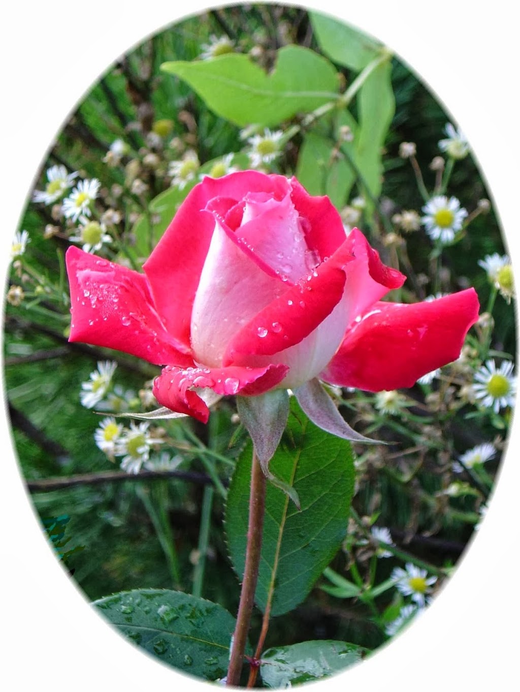 A.E. Linton Reflexology & Healing Therapies | 8345 ON-93, Wyebridge, ON L0K 2E0, Canada | Phone: (705) 527-7579