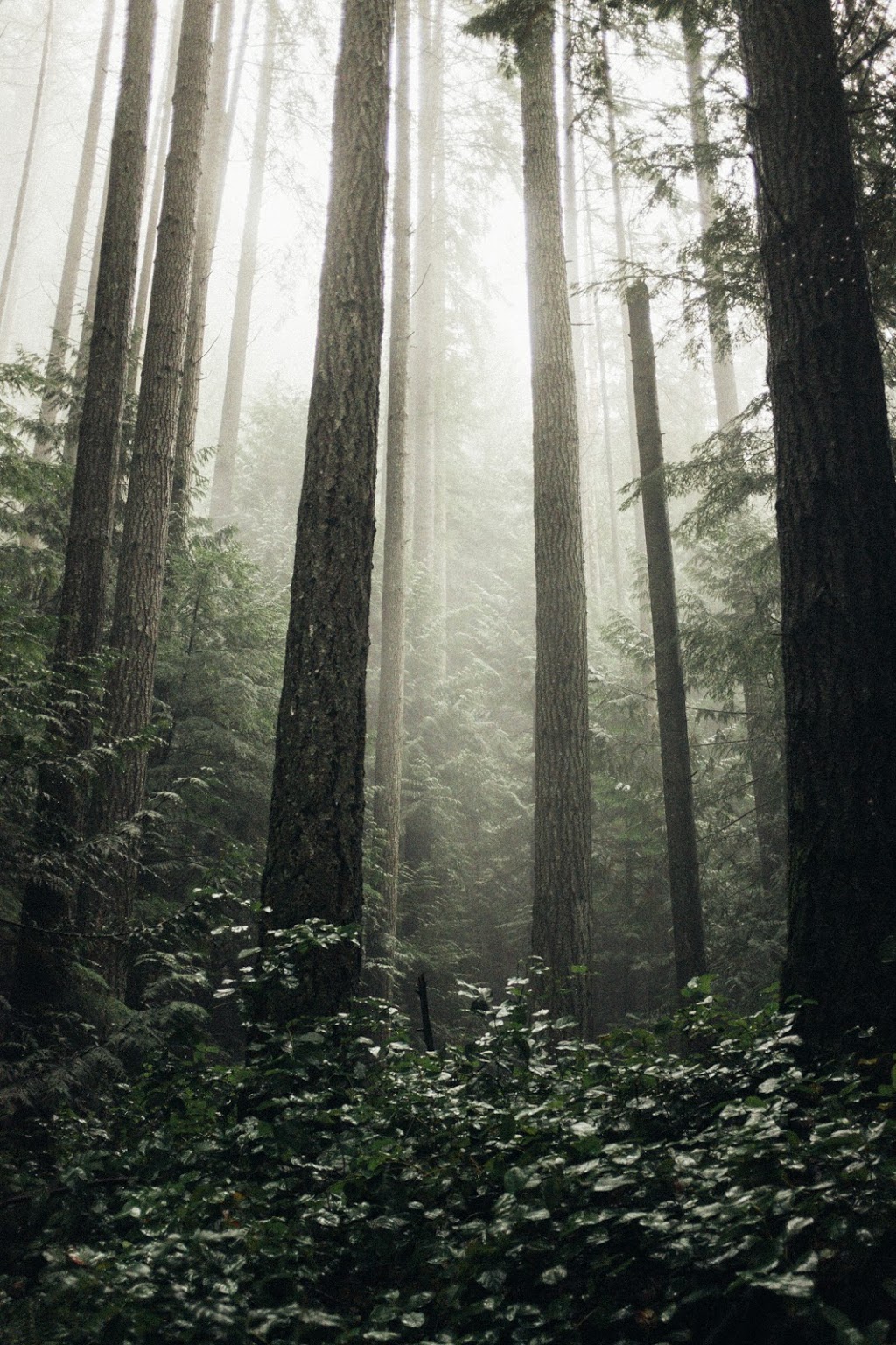 Sprockids park | 1235 Stewart Rd, Gibsons, BC V0N 1V0, Canada | Phone: (604) 885-6800