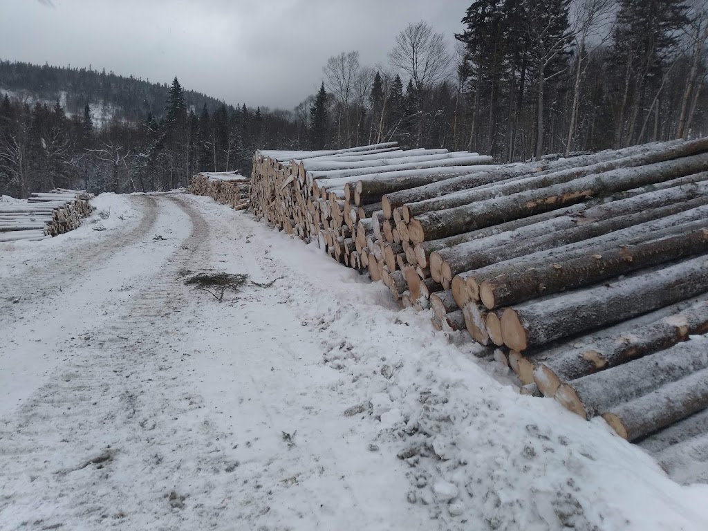 Services Forestier WAS | 112 QC-257, La Patrie, QC J0B 1Y0, Canada | Phone: (819) 888-2790