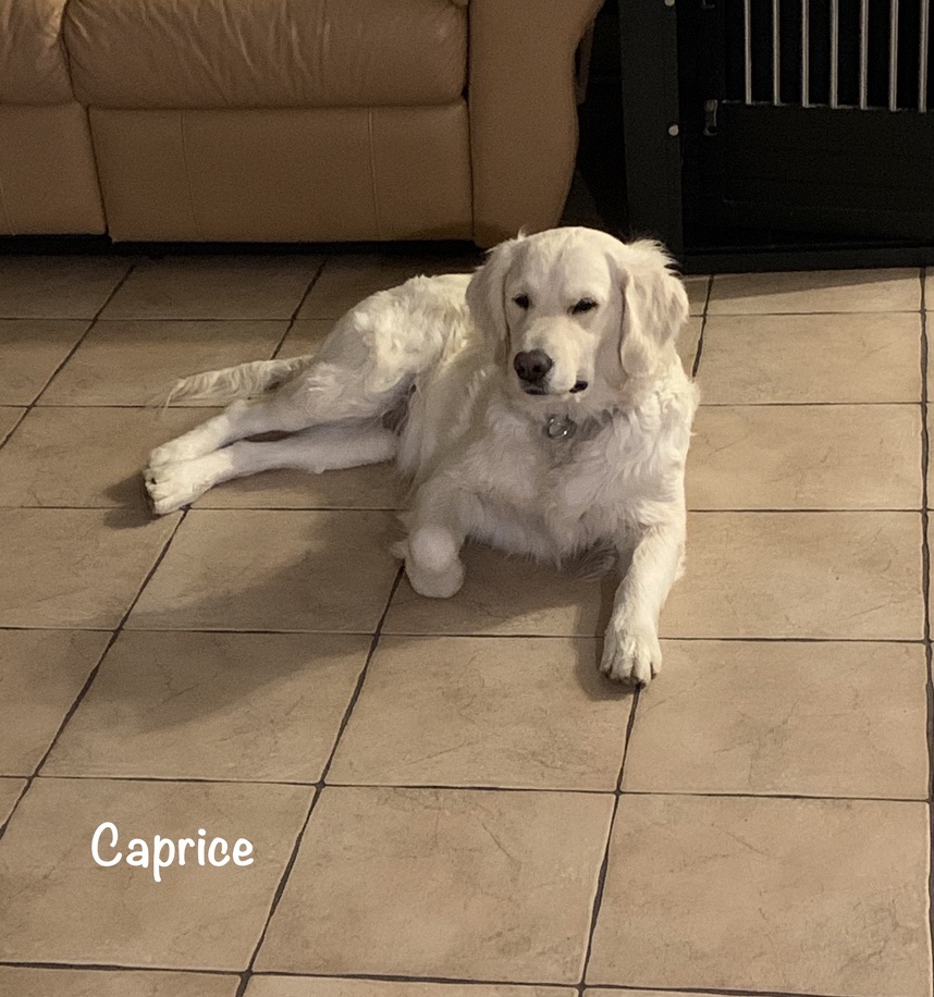 Élevage Canopy Golden Retrievers | 84 La Petite Ligne, Saint-Alexis, QC J0K 1T0, Canada | Phone: (450) 750-6626