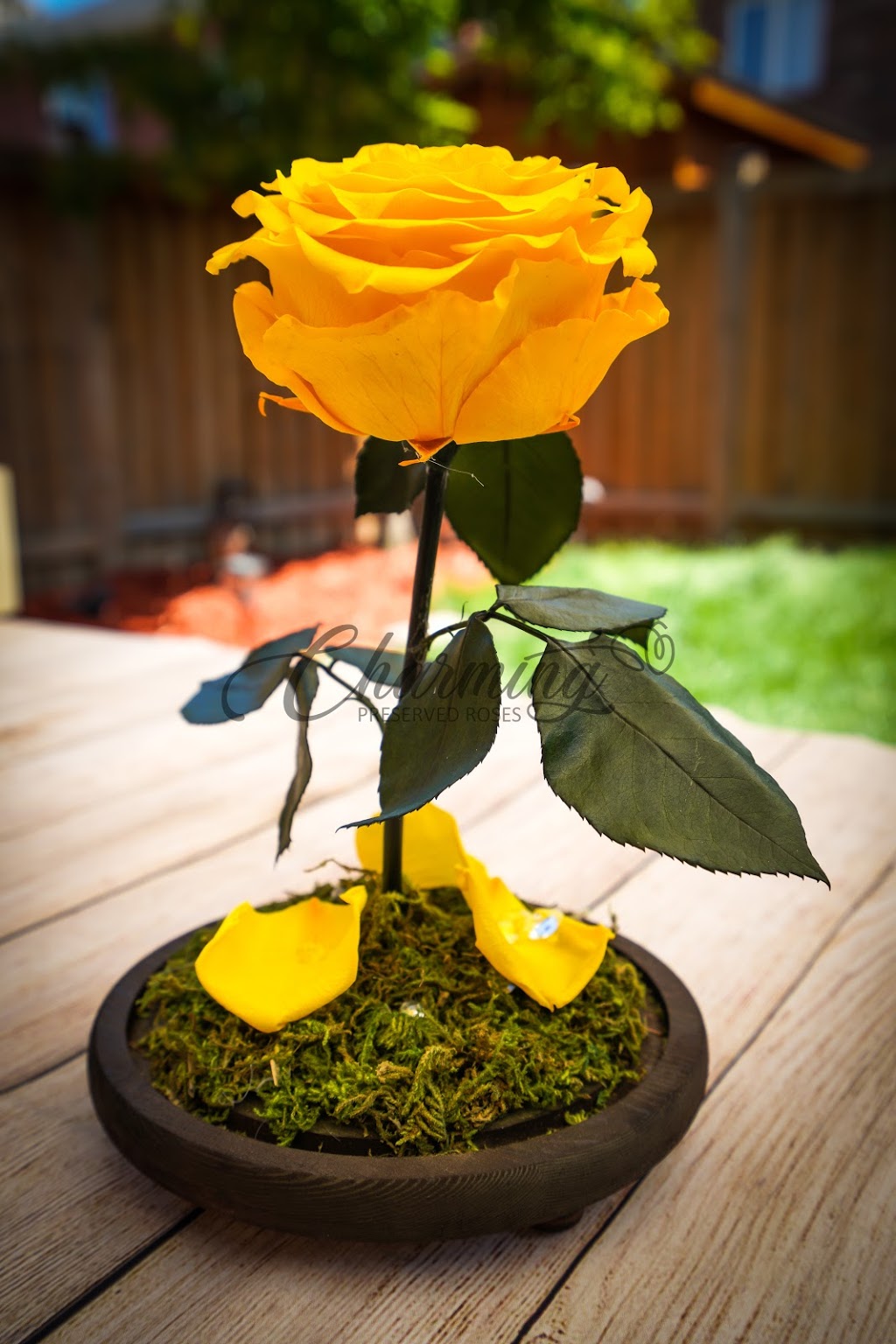 Charming Roses | 23 Betty Nagle St, North York, ON M9M 0E3, Canada | Phone: (437) 248-7902