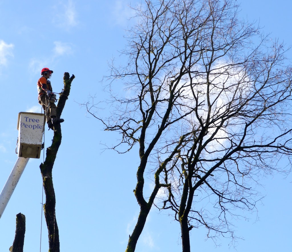 Tree People Ltd. | 1262 River Dr, Coquitlam, BC V3E 1Z7, Canada | Phone: (604) 834-8733