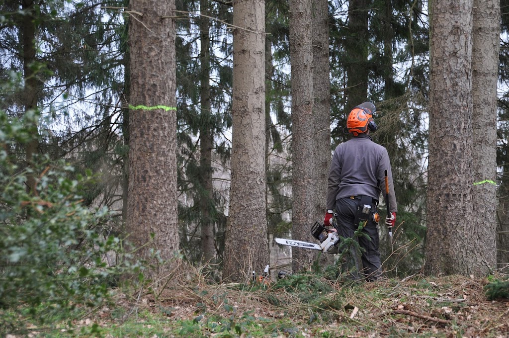 Belleville Tree Care | 80 Poplar St, Belleville, ON K8P 4J4, Canada | Phone: (343) 312-5535