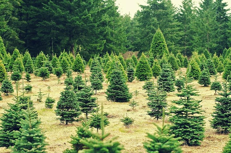 Les Sapins de la Tannery | 18 Chemin Tannery, Stanbridge East, QC J0J 2H0, Canada | Phone: (514) 622-1056