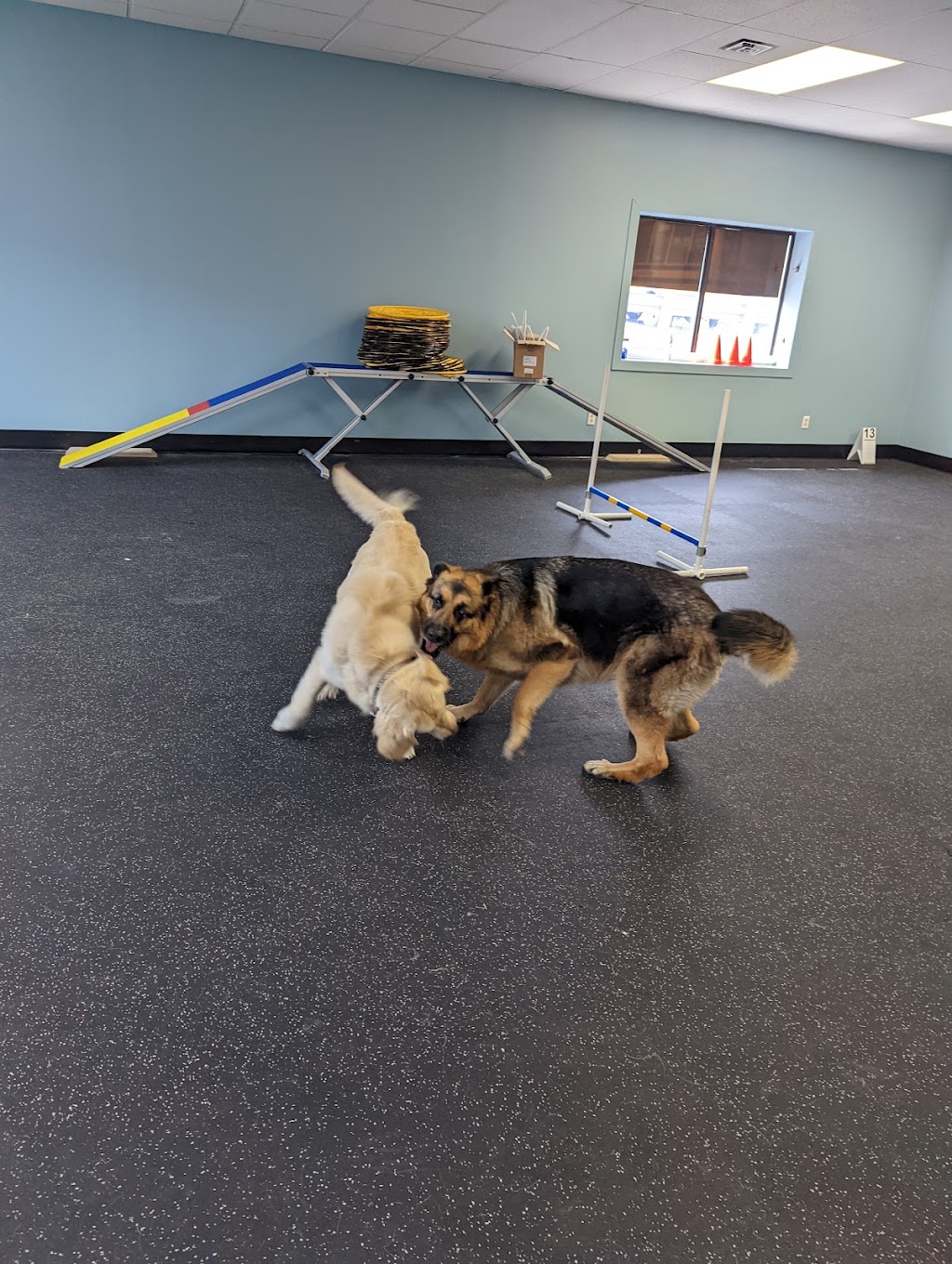 Unified K9 Behaviour Centre | 580 Steven Ct Building B, Unit 11, Newmarket, ON L3Y 6Z3, Canada | Phone: (289) 383-4136