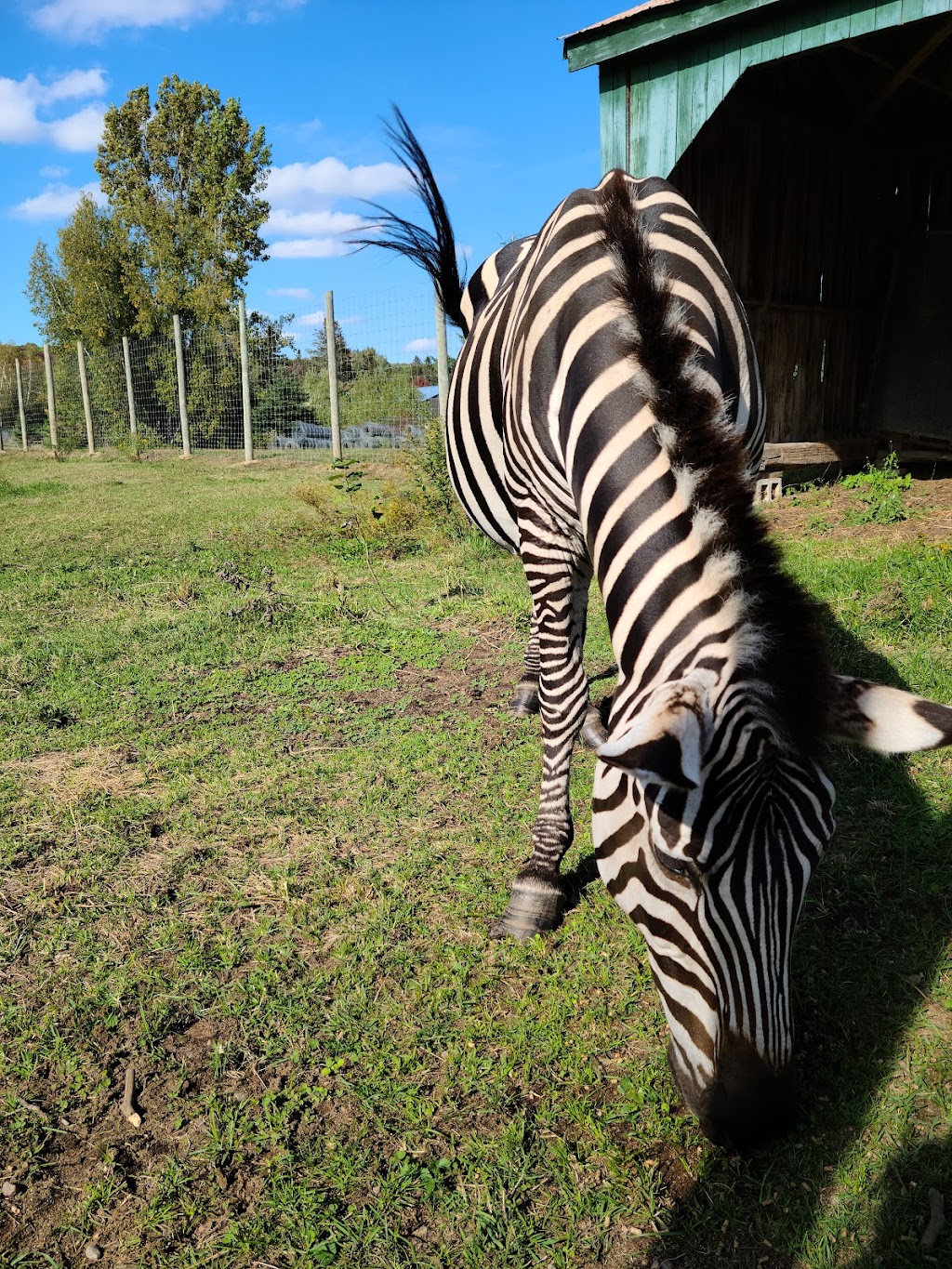 Zoo Animalia - Refuge pour animaux | 3381 Rang des Chutes, Saint-Édouard-de-Maskinongé, QC J0K 2H0, Canada | Phone: (514) 475-3160