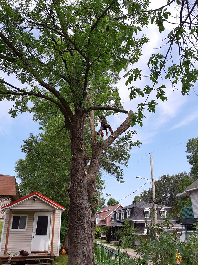 Arboriculture du fjord | 561 Delisle, Chicoutimi, QC G7G 3B7, Canada | Phone: (581) 234-4190