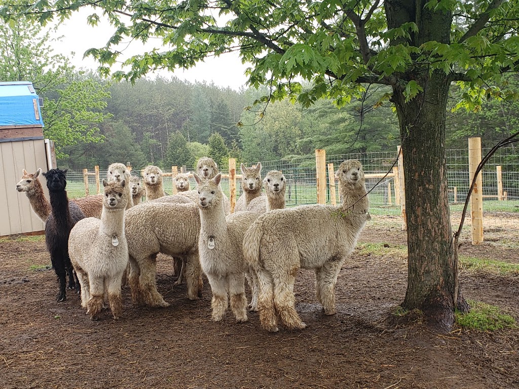 Mimosa Springs Alpacas | 5891 Fourth Line, Erin, ON N0B 1Z0, Canada | Phone: (416) 629-9428