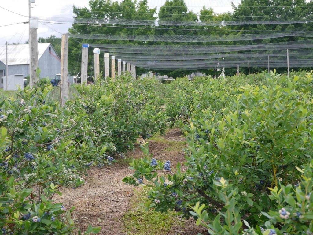 La Bleuetière - Autocueillette ou au kiosque | 704 Rang Marigot, Saint-Apollinaire, QC G0S 2E0, Canada | Phone: (418) 881-2206