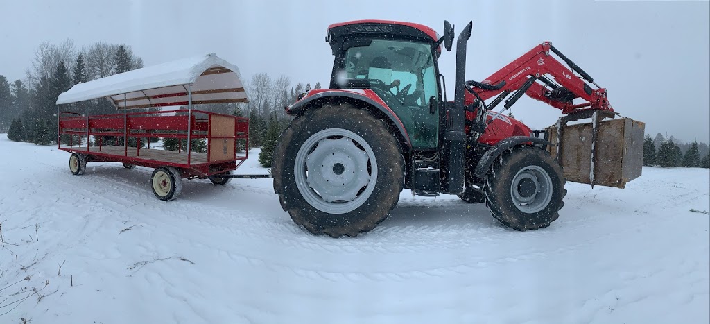Ayers Tree Farm | 3065 10 Line N, Hawkestone, ON L0L 1T0, Canada | Phone: (705) 323-6035
