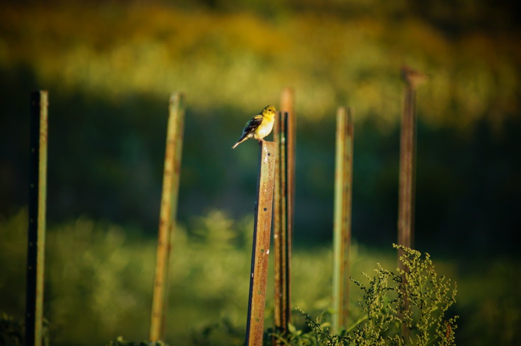 Monarch Acres | 280 Gold Creek Rd, Lanark, ON K0G 1K0, Canada | Phone: (613) 808-2938