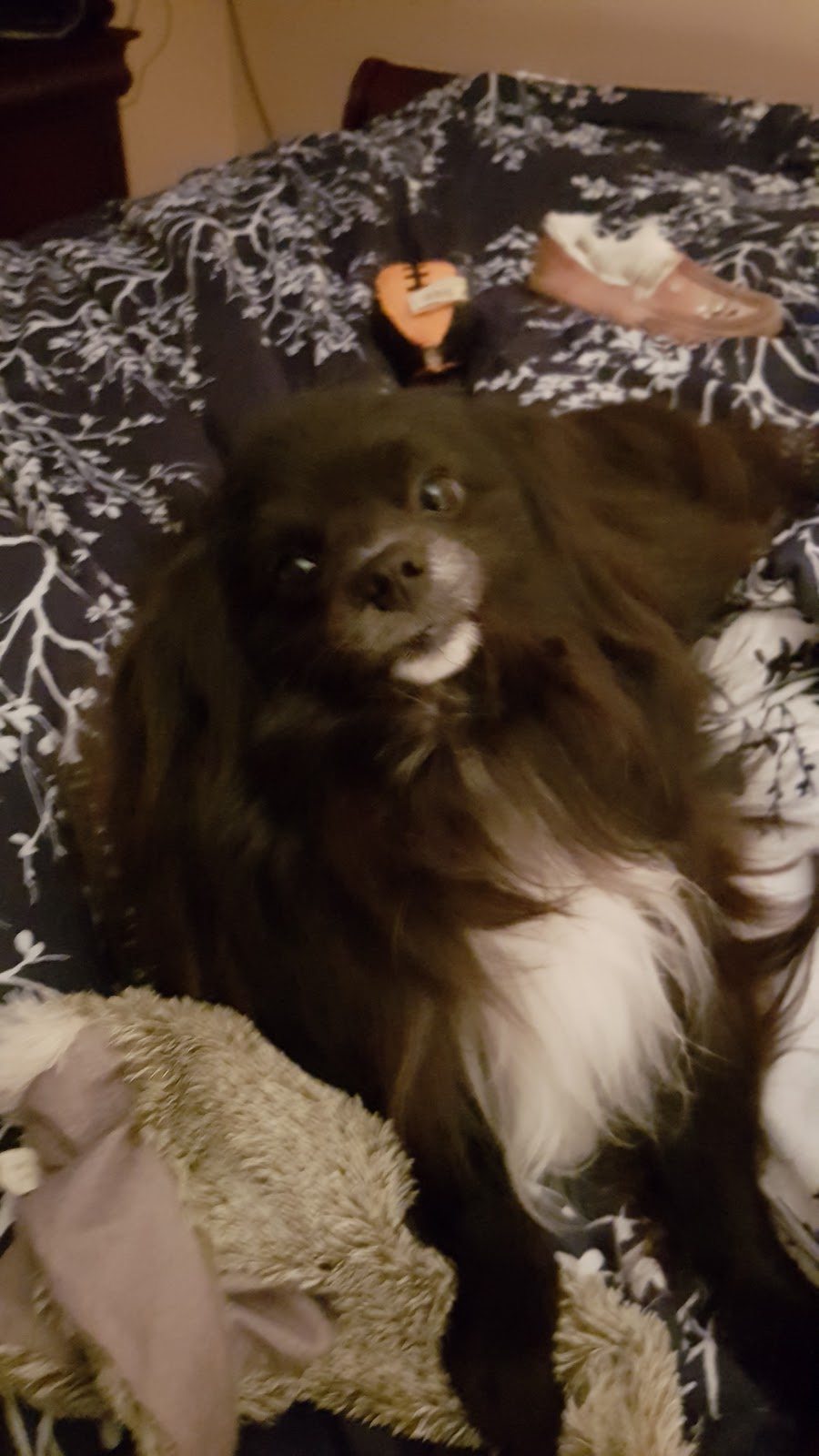 Wrigley Pet Grooming | 374 Bay St, Beaverton, ON L0K 1A0, Canada | Phone: (705) 426-1494