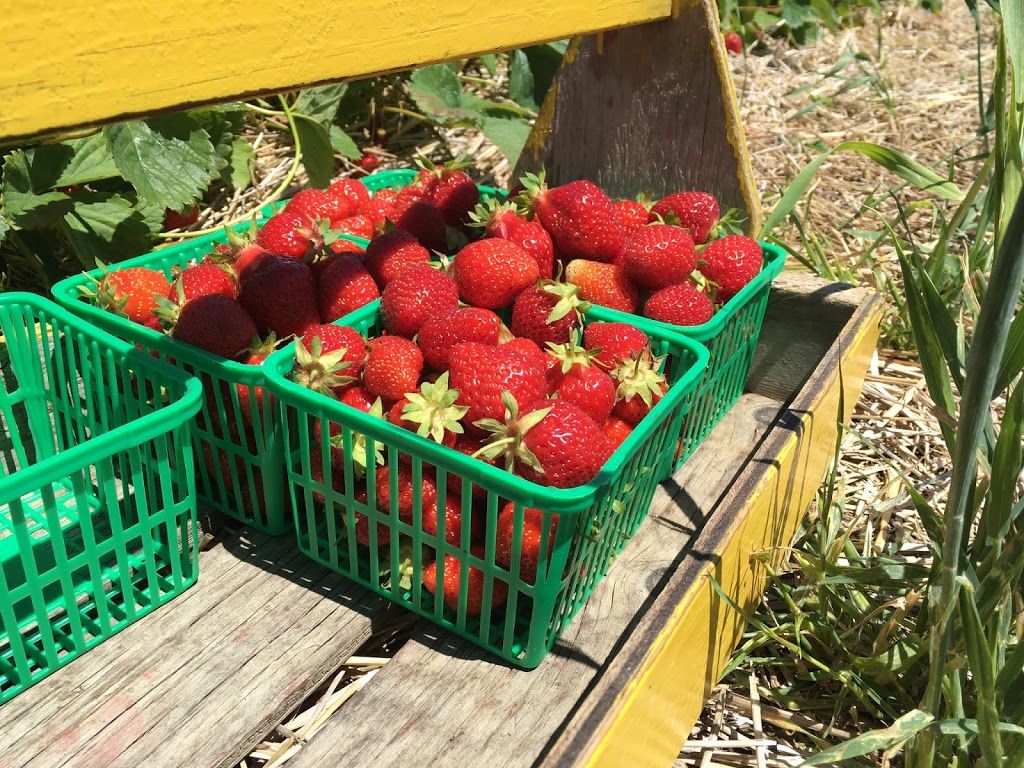Pardos Berrie Farm | 7951 Talbot Trail, Blenheim, ON N0P 1A0, Canada | Phone: (519) 676-2008