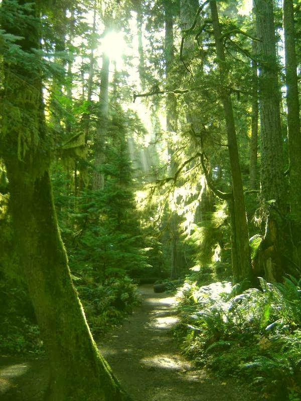 Coastal Revelations Vancouver Island BC Rainforest Tours | 910 Fern Rd E, Qualicum Beach, BC V9K 1M3, Canada | Phone: (250) 594-7002