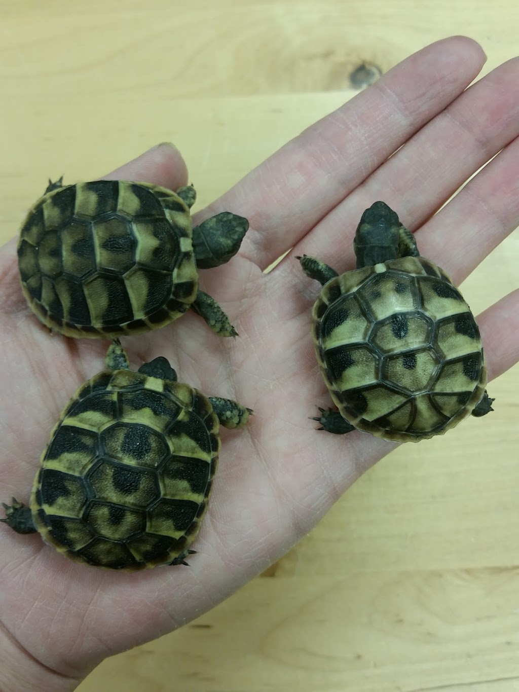 Winnipeg Reptiles | 6-1692 Dublin Ave, Winnipeg, MB R3H 1A8, Canada | Phone: (204) 632-6614