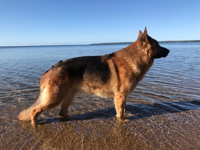 Crosshill Kennels | 4862 William Hastings Line Crosshill, Millbank, ON N0K 1L0, Canada | Phone: (519) 897-6757