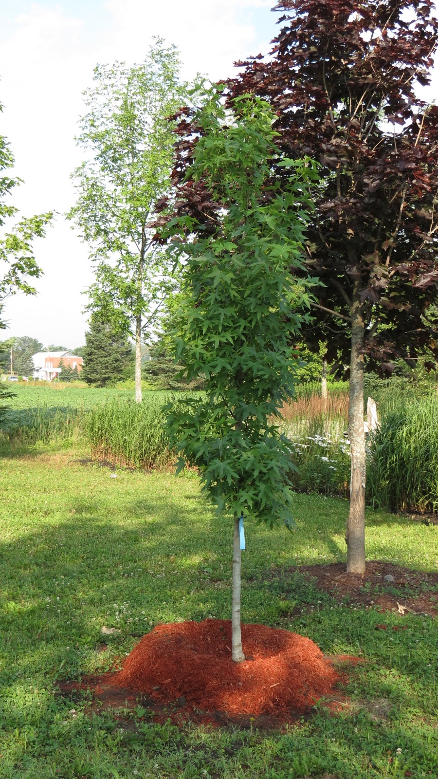 LES PLANTATIONS LÉTOURNEAU | 11150 Rte Sir Wilfrid Laurier, Mirabel, QC J7N 1L9, Canada | Phone: (450) 438-4381