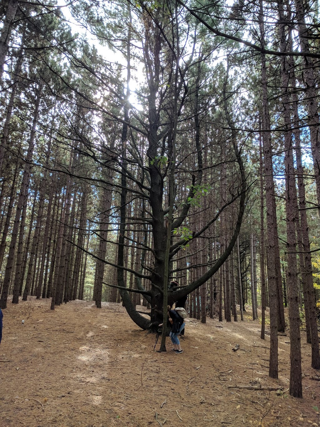 99 Steps | 19th Sideroad, King, ON L3X, Canada