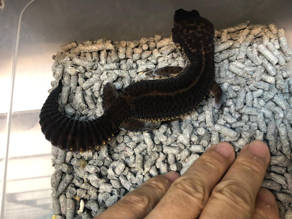 Reptile Mart | 550 Alden Rd unit 108, Markham, ON L3R 6A8, Canada | Phone: (647) 354-8848