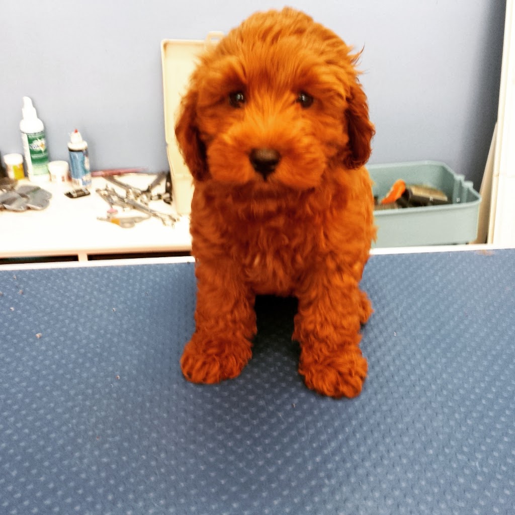 Bark And Purr Pet Grooming | 310 Wharncliffe Rd S, London, ON N6J 2L7, Canada | Phone: (519) 601-4777