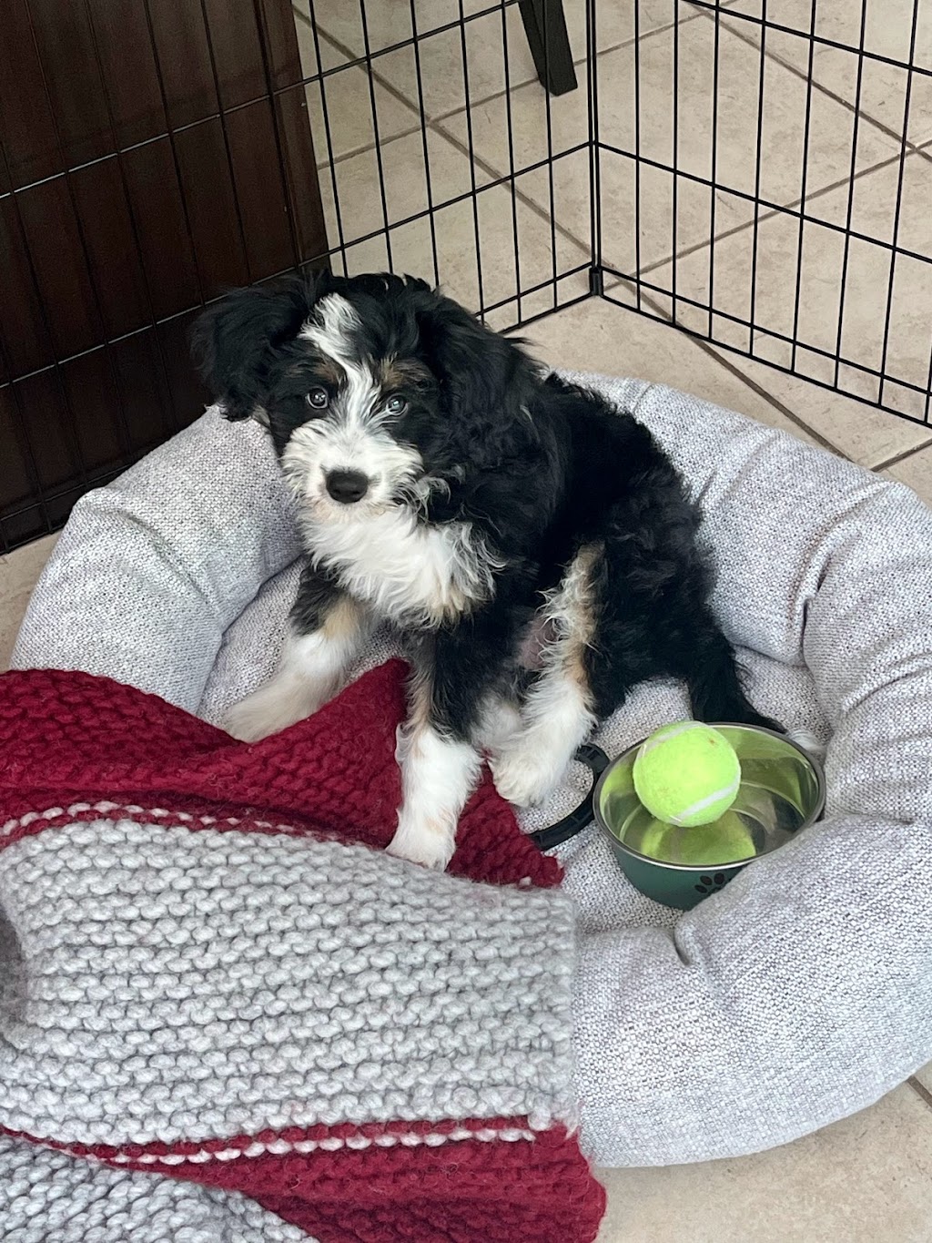 K and L Aussies | 683328 Rd 68, Thamesford, ON N0M 2M0, Canada | Phone: (226) 234-7692