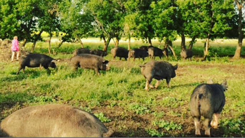 4K Farms Butchery Inc. | Township Rd 302, Swalwell, AB T0M 1Y0, Canada | Phone: (403) 397-3236