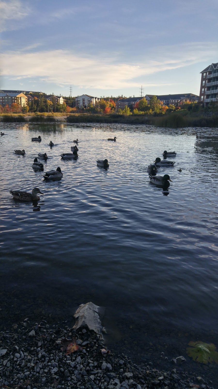 Belchers Marsh Park | Parkland Dr, Halifax, NS B3S 1X1, Canada