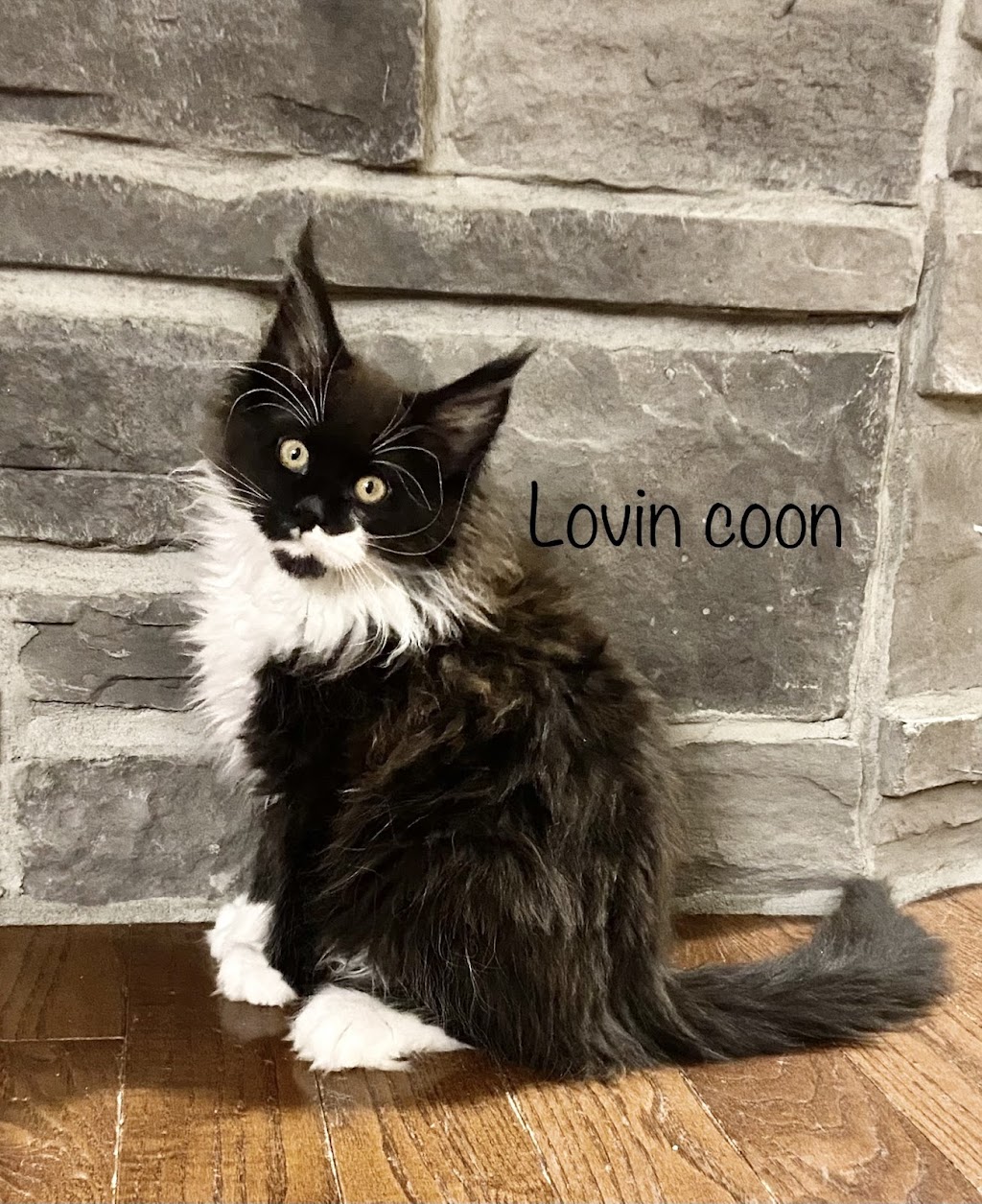 Chatterie Lovin’ coon cattery | Rue des Explorateurs, Vaudreuil-Soulanges, QC J7T 0A3, Canada | Phone: (514) 258-7068