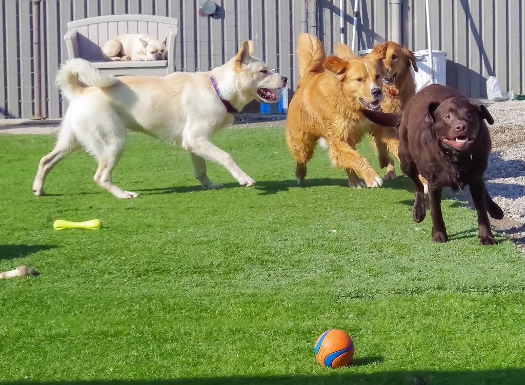 Taylored Canines | 101 Beverley St e, Guelph, ON N1E 3C3, Canada | Phone: (519) 767-0770