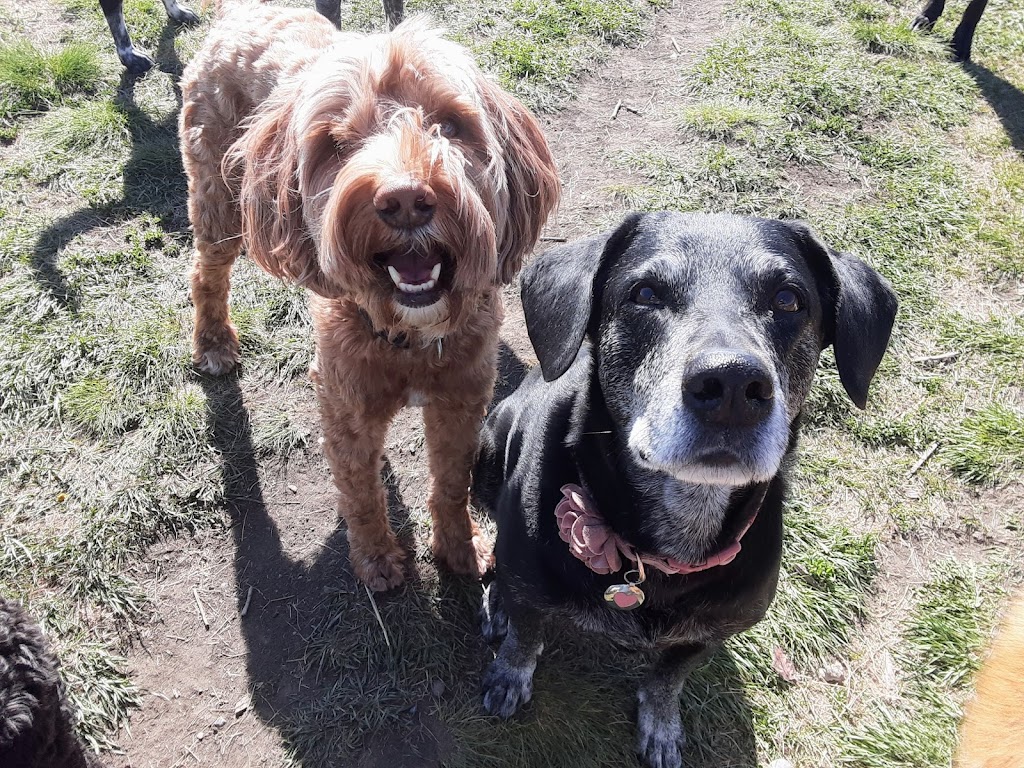 Hayleys Pets Play dog walker | 533 Schubert Pl NW, Calgary, AB T3L 1X3, Canada | Phone: (403) 467-0150
