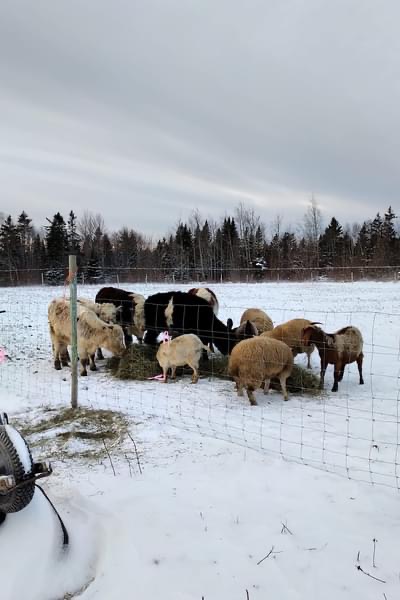 TwinAitch Food for Thought | 7153 NS-12, New Ross, NS B0J 2M0, Canada | Phone: (902) 240-5430