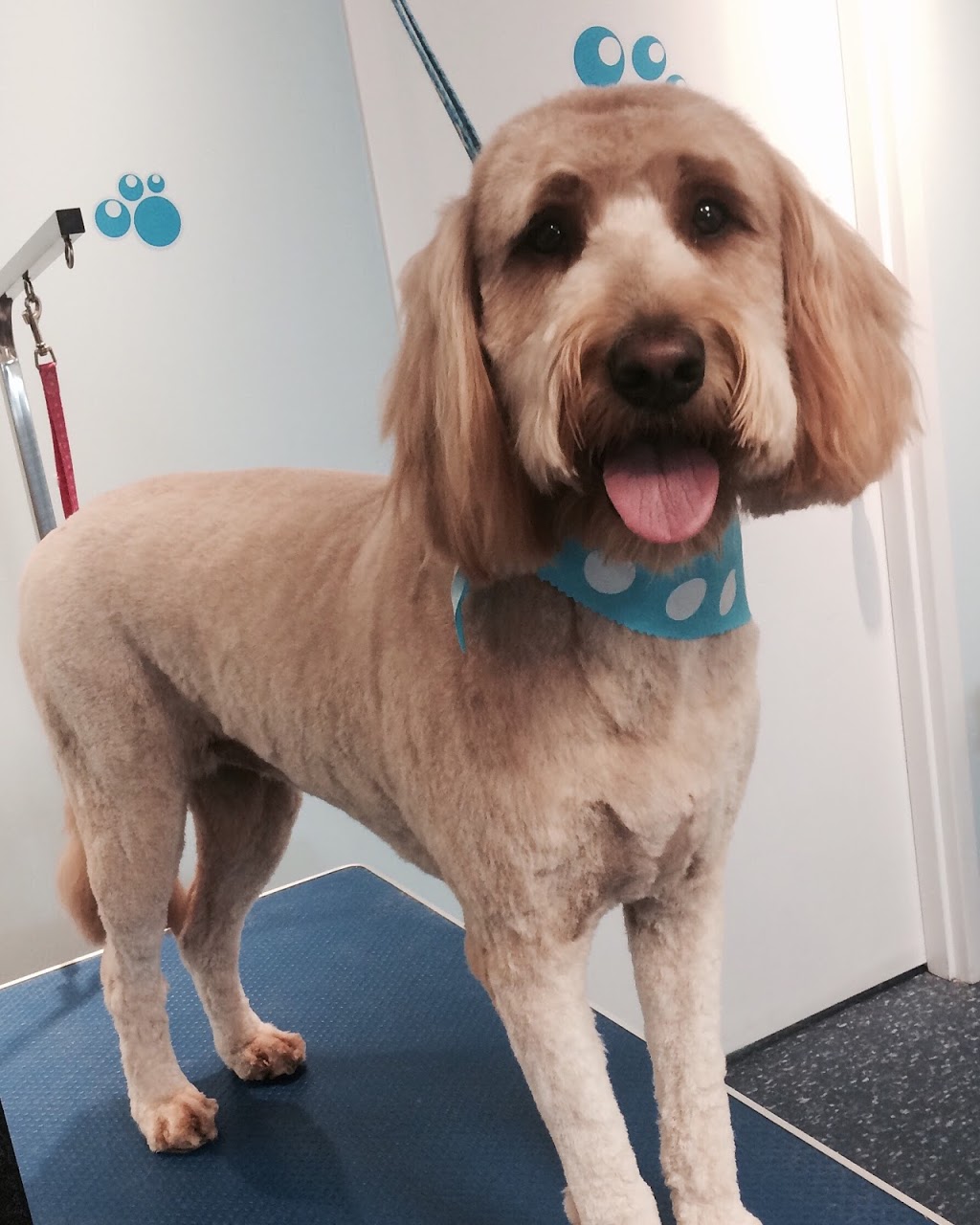 Adorable Dogs Grooming Spa | 575 Main St, Dartmouth, NS B2W 6A4, Canada | Phone: (902) 405-3647