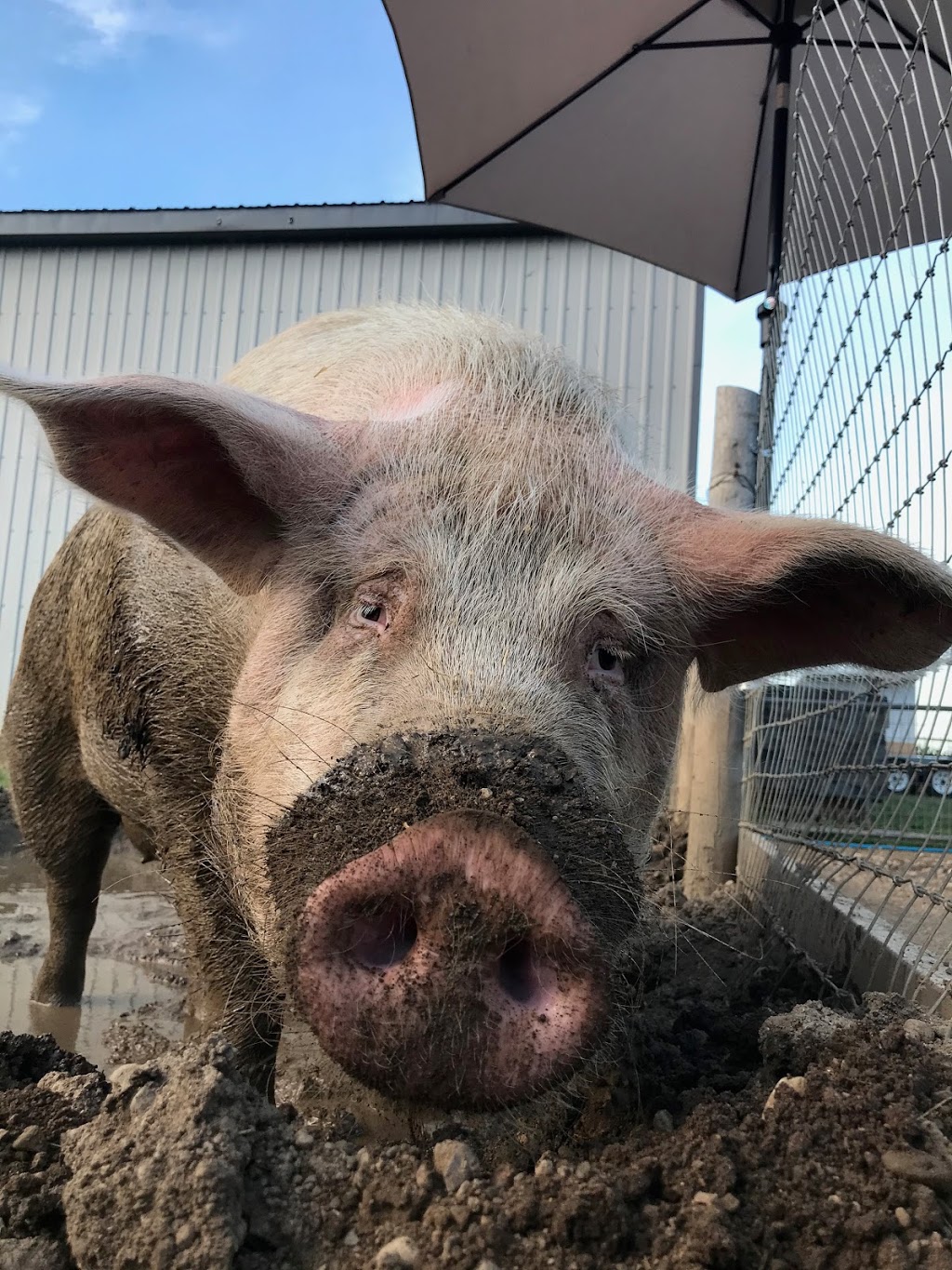 Dara Farm Sanctuary | 2321 Talbot Trail, Wheatley, ON N0P 2P0, Canada | Phone: (519) 331-6907