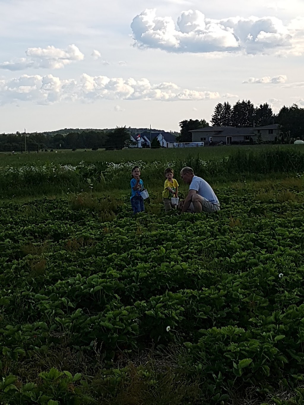 Ruby Berry Farms | 745 Joanette Rd, Chelmsford, ON P0M 1L0, Canada | Phone: (705) 855-9901