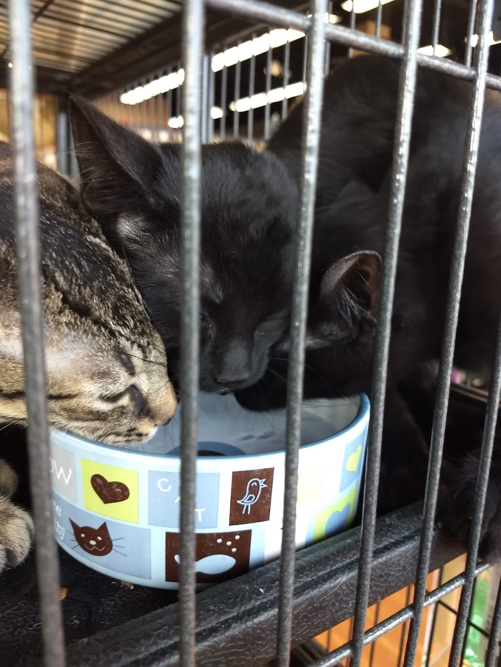 Pet Valu | 400 Simcoe St, Tillsonburg, ON N4G 4X1, Canada | Phone: (519) 842-3664