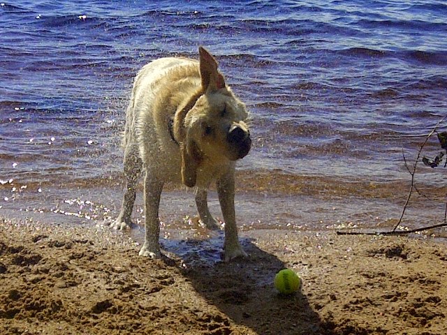 Dog Pad & Paddle Resort | 6346 ON-37, Tweed, ON K0K 3J0, Canada | Phone: (613) 478-3966