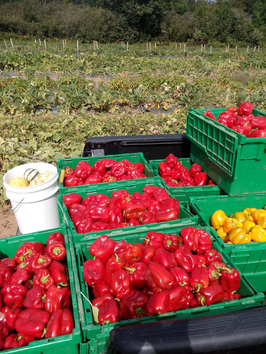 Fruits & Légumes RG Inc | 29 Chemin Lamartine E, Lamartine, QC G0R 1X0, Canada | Phone: (418) 247-5478