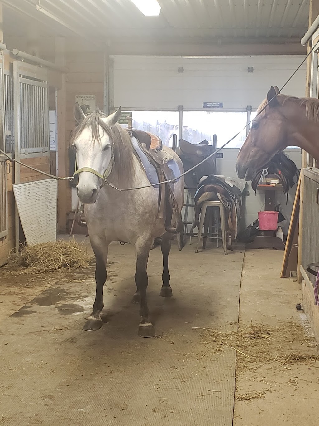 Stillbrook Riding Stables | 570 Woodside Rd, Keene, ON K0L 2G0, Canada | Phone: (705) 295-4538