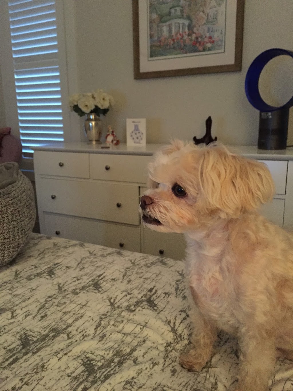 Country Paws Boarding | 1766 Wilton Grove Rd, London, ON N6N 1M8, Canada | Phone: (519) 644-1771