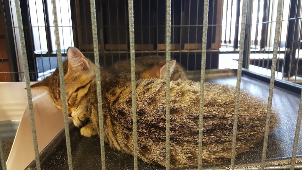 Pet Valu | 895 Lawrence Ave E, North York, ON M3C 3L2, Canada | Phone: (416) 447-1902