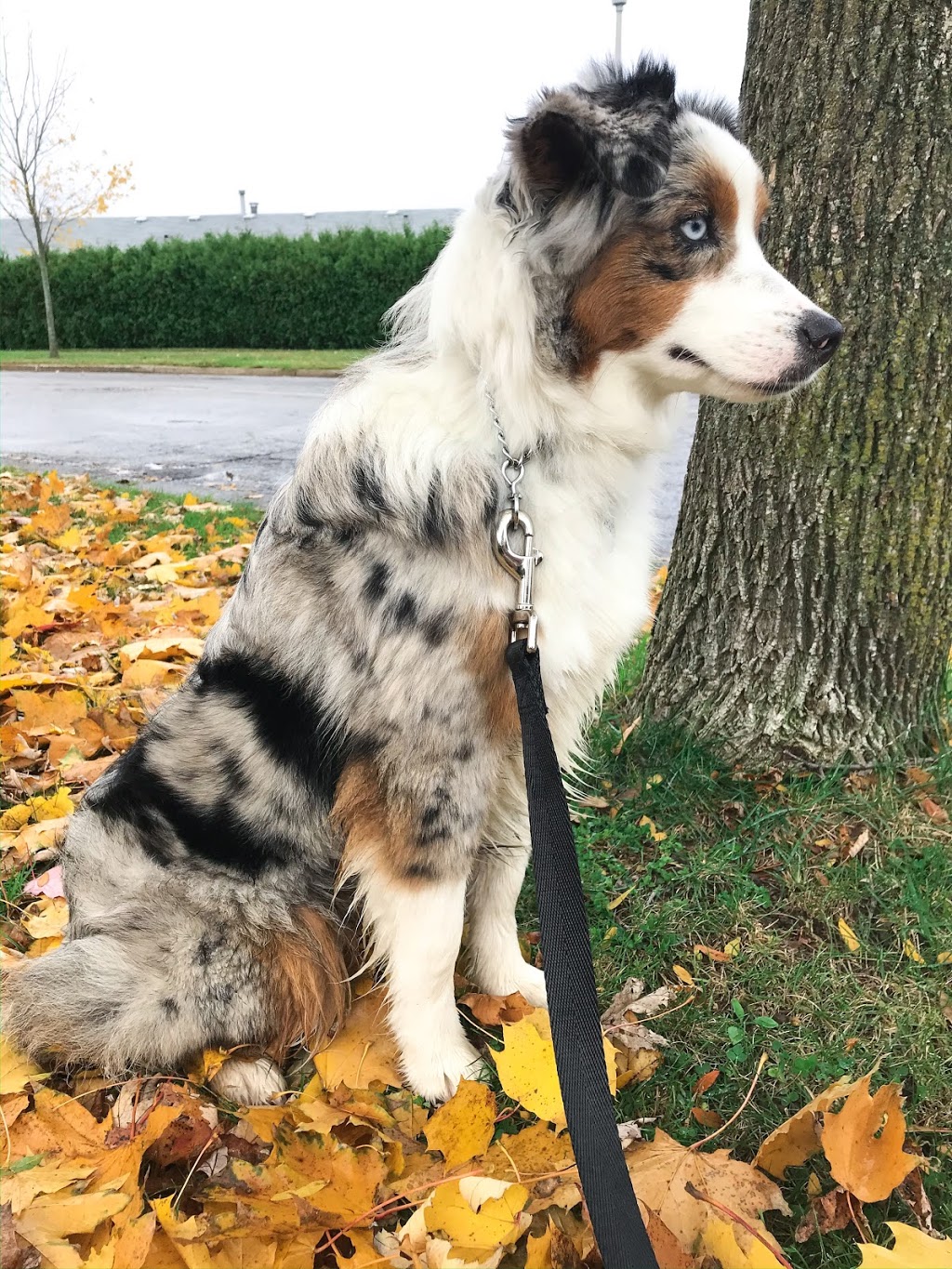 Top Dogs Training Academy | 20215 Vanneck Rd, London, ON N6H 5L2, Canada | Phone: (519) 473-6156