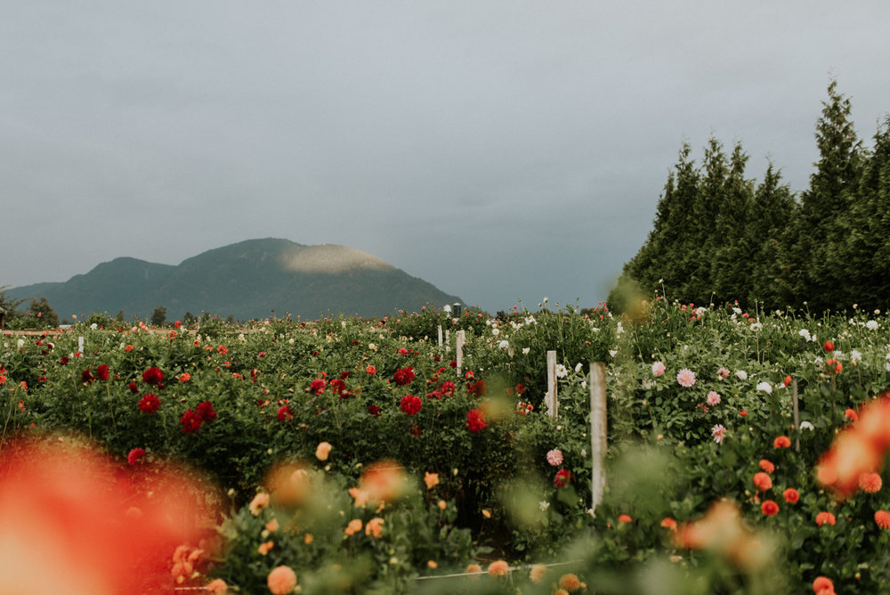 Moore Blooms Dahlias | 6953 Lickman Rd, Chilliwack, BC V2R 4A9, Canada | Phone: (604) 845-4745