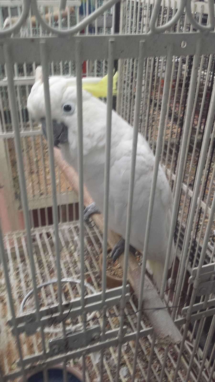 Vinces Pet Centre | 91 Friuli Ct, Woodbridge, ON L4L 7H2, Canada | Phone: (905) 856-0426