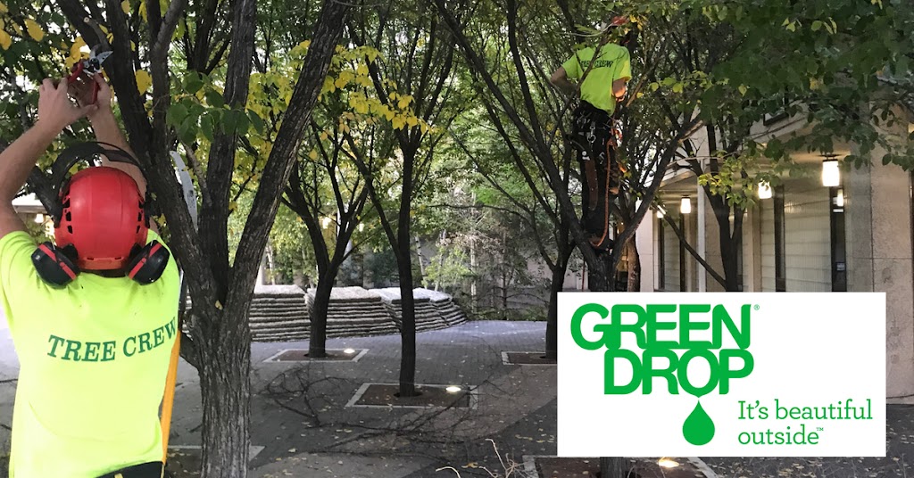 Green Drop Ltd. - Tree Care | point of interest | 20 Second St #4, Winnipeg, MB R2P 1L4, Canada | 8339288733 OR +1 833-928-8733