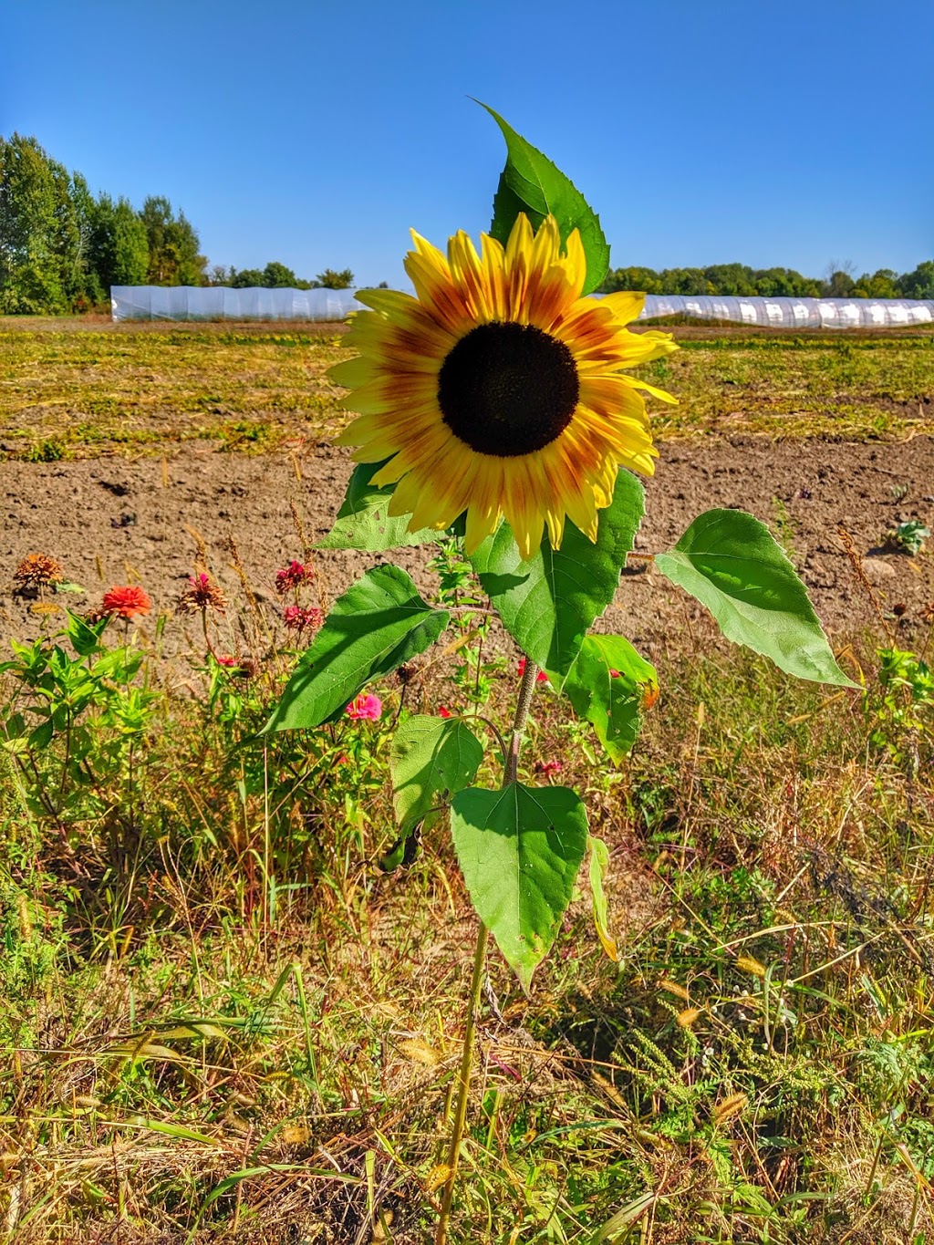 Ottawa Food Bank Farm | Munster Hamlet - Richmond, Ottawa, ON K2S 1B8, Canada | Phone: (613) 745-7001