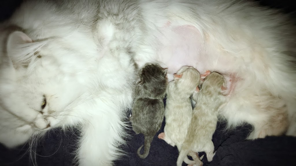 Cani-Felis Veterinary Hospital Inc | 5720 Grande Allée, Saint-Hubert, QC J3Y 2R6, Canada | Phone: (450) 656-2727