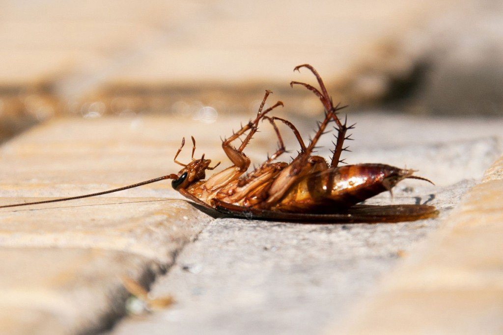 Vanquish Pest Control | 10 Demaris Dr, Brampton, ON L6R 3P5, Canada | Phone: (647) 403-0456